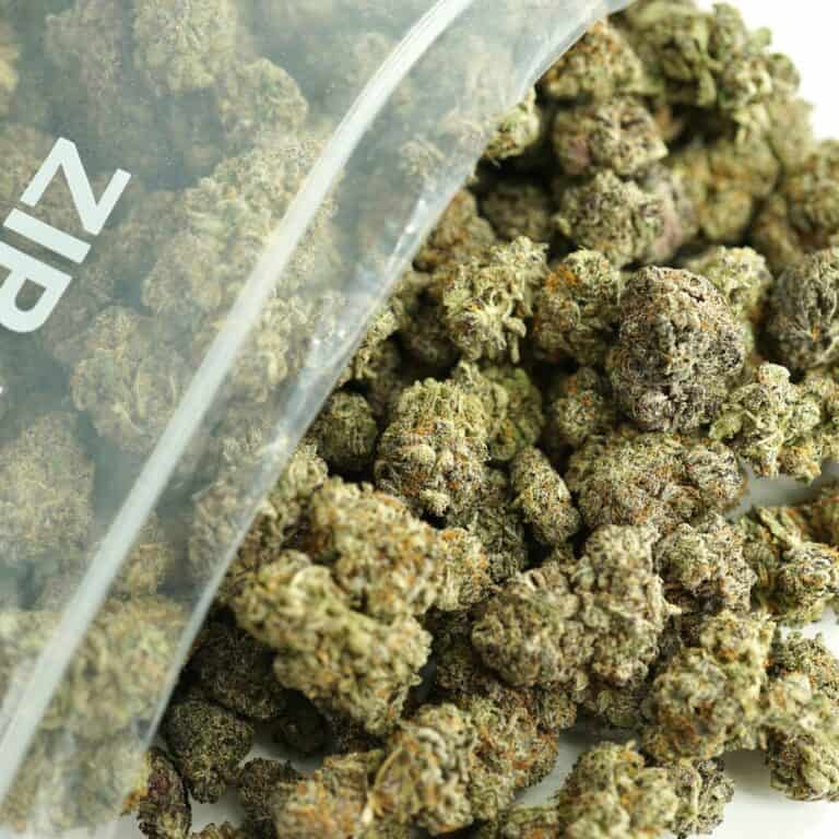 purple truffle close-up image of cannabis buds spilling out of a clear ZIP-ZAG plastic bag onto a white surface, showing dense green nugs with visible trichomes and orange hairs.