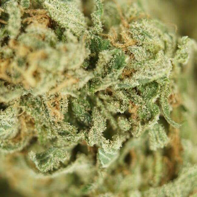 pp white widow 2
