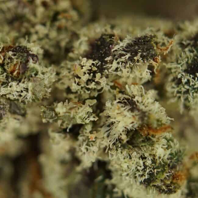 pp animal sherbert smalls 2