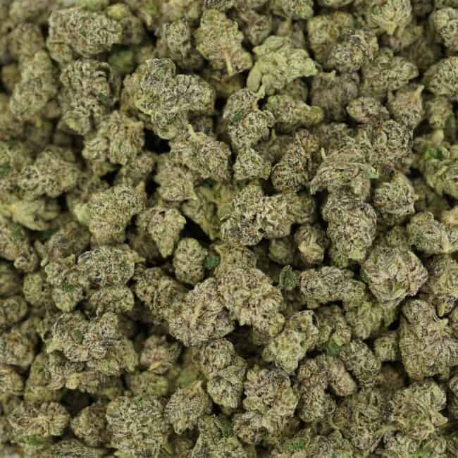 pp animal sherbert smalls full