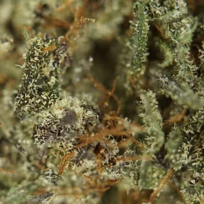 pp grapefruit haze 2