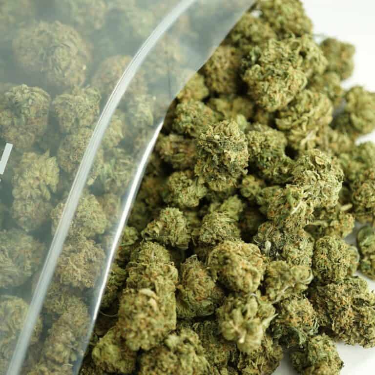 mothers milk close-up image of cannabis buds spilling out of a clear ZIP-ZAG plastic bag onto a white surface, showing dense green nugs with visible trichomes and orange hairs.