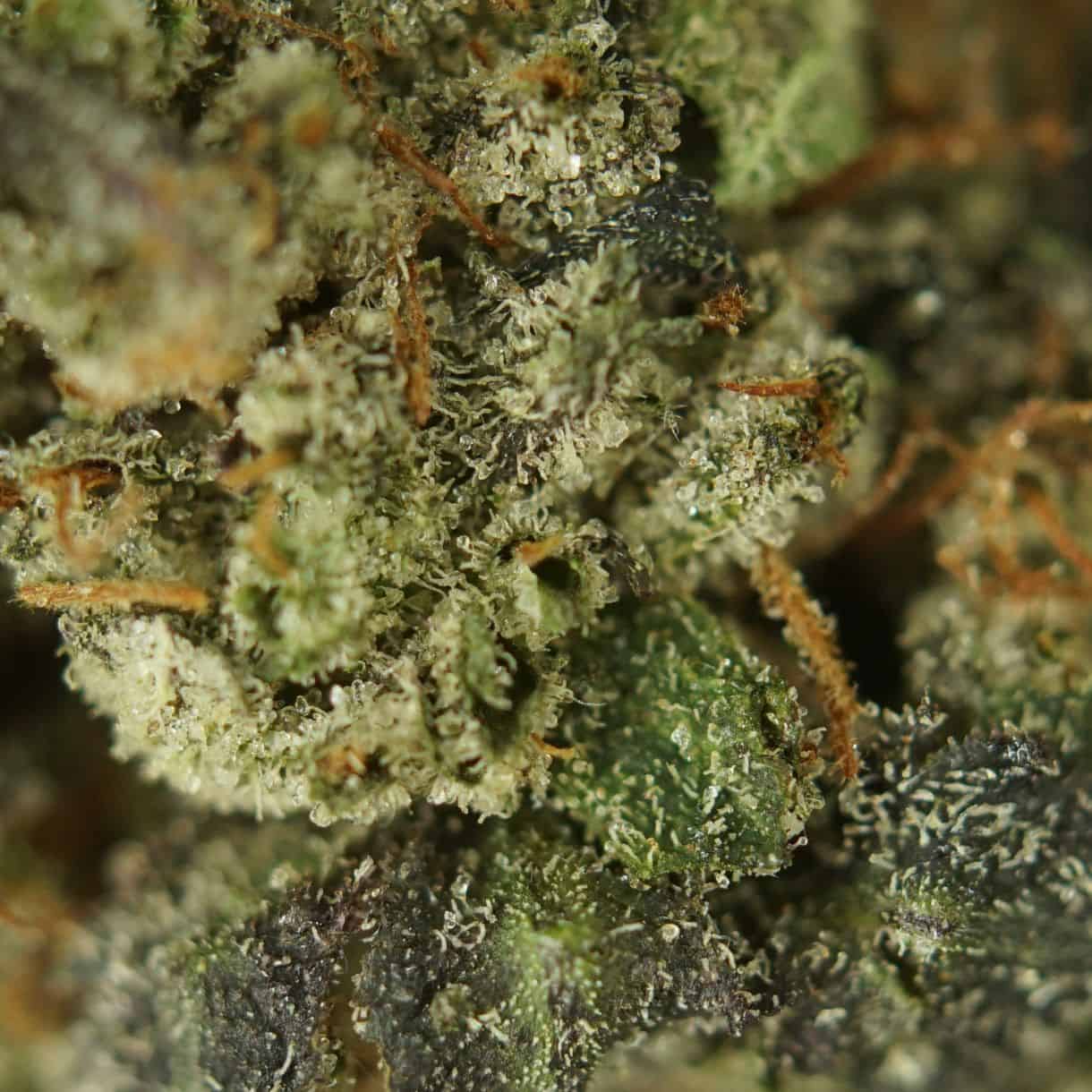 close-up macro of cannabis bud showing dense trichomes, green tones, and orange pistils
