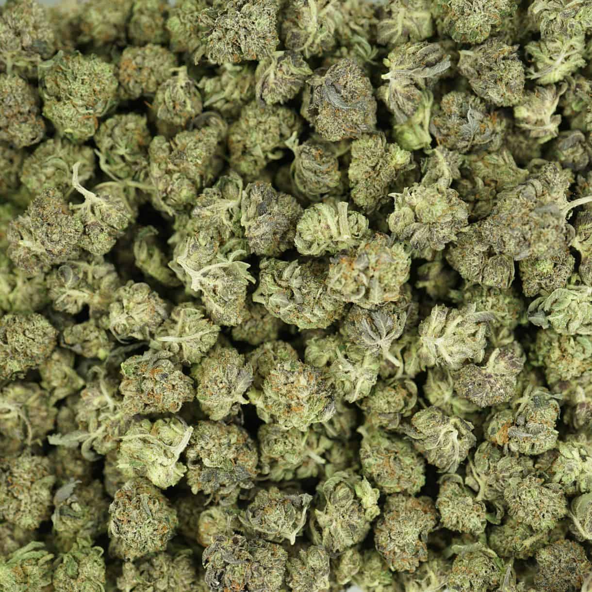 28gr- PURPLE PUNCH SMALLS - INDICA - (AAA) - Image 3