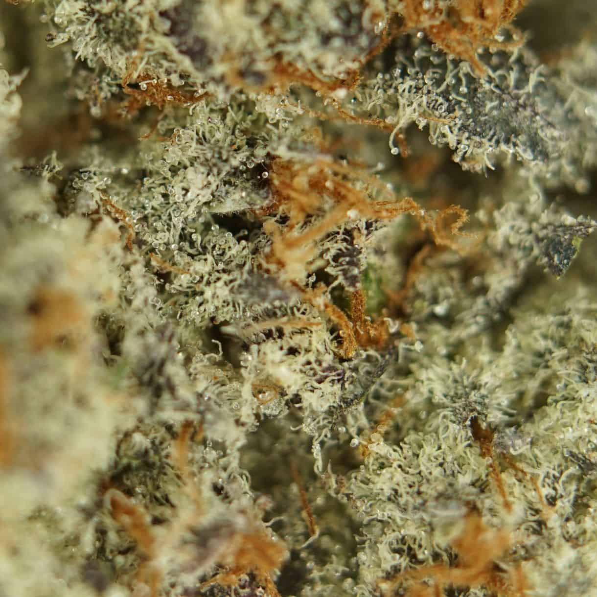 28gr - STRAWBERRIES AND CREAM - SATIVA - (AAA) - Image 2