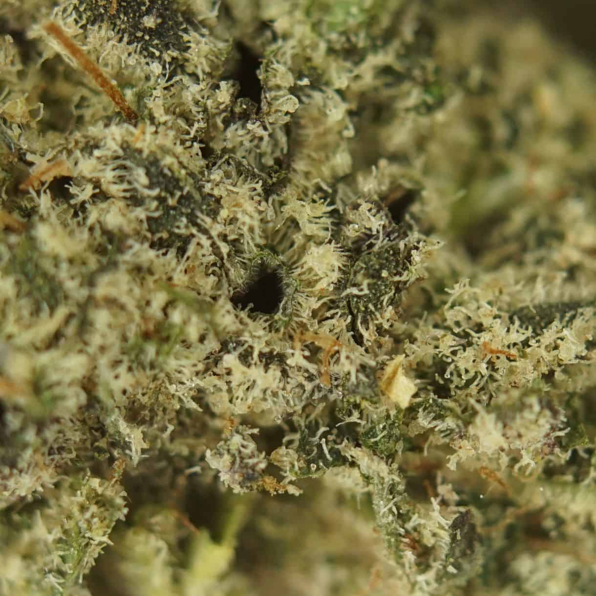 1/2p - KHALIFA MINTS BULK - BALANCED HYBRID - (AAA) - Image 2