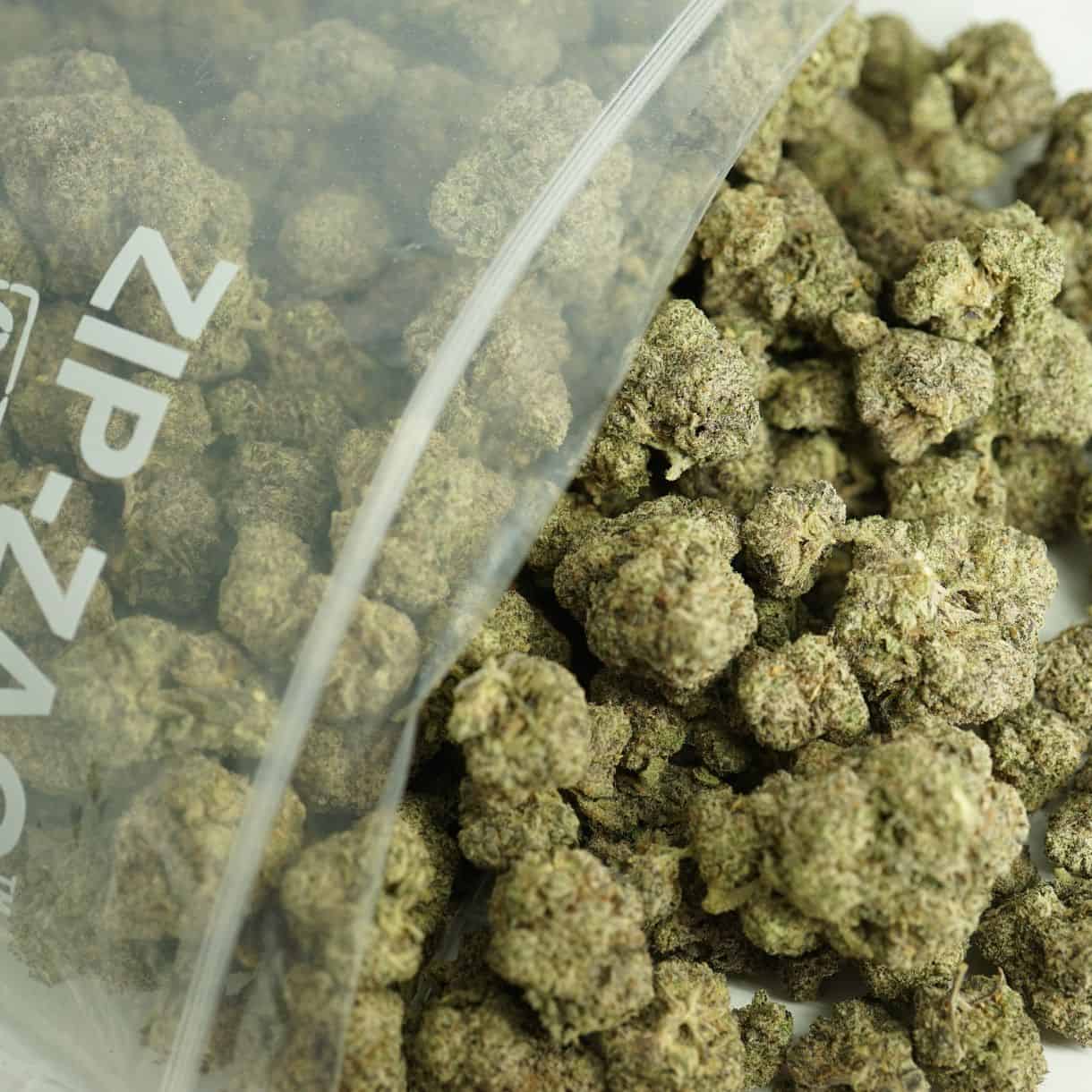 khalifa mints bulk close-up image of cannabis buds spilling out of a clear ZIP-ZAG plastic bag onto a white surface, showing dense green nugs with visible trichomes and orange hairs.