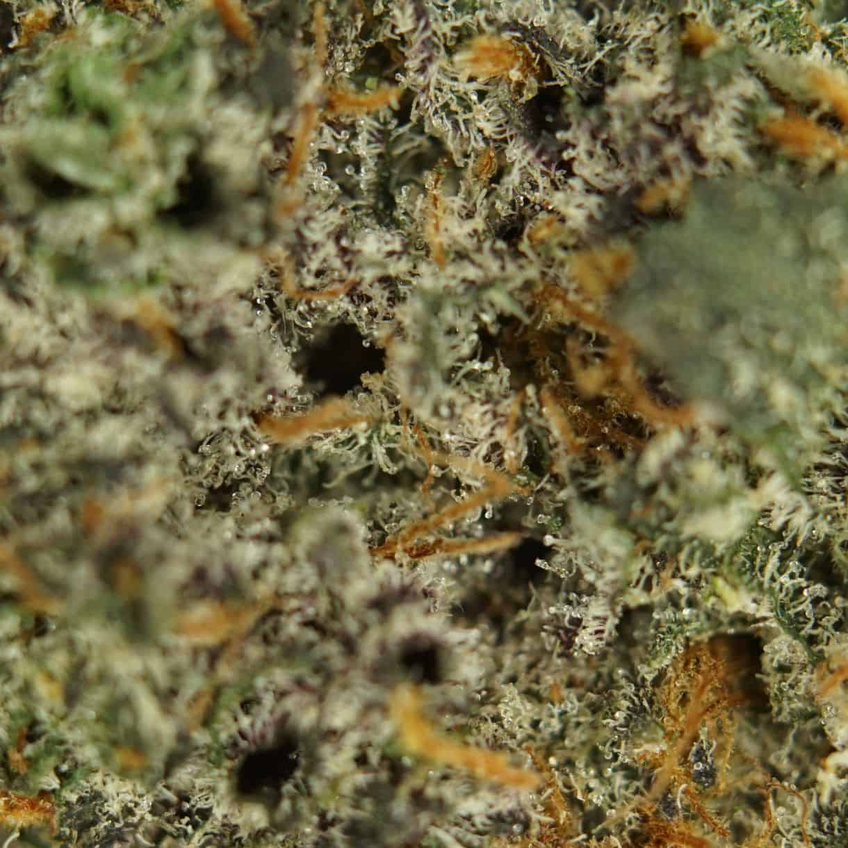 1/2p - CANDY GAS BULK - BALANCED HYBRID - (AAA) - Image 2