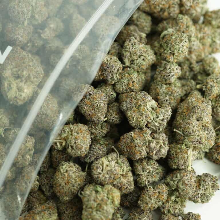 candy gas close-up image of cannabis buds spilling out of a clear ZIP-ZAG plastic bag onto a white surface, showing dense green nugs with visible trichomes and orange hairs.
