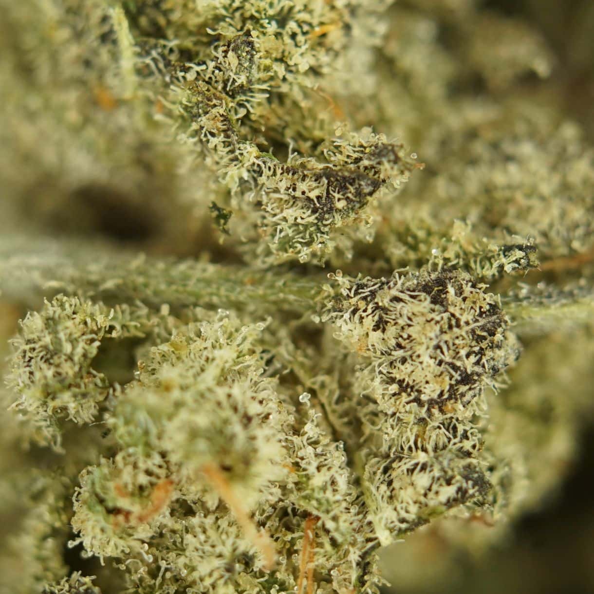 close-up macro of donkey butter smalls cannabis bud showing dense trichomes, green tones, and orange pistils