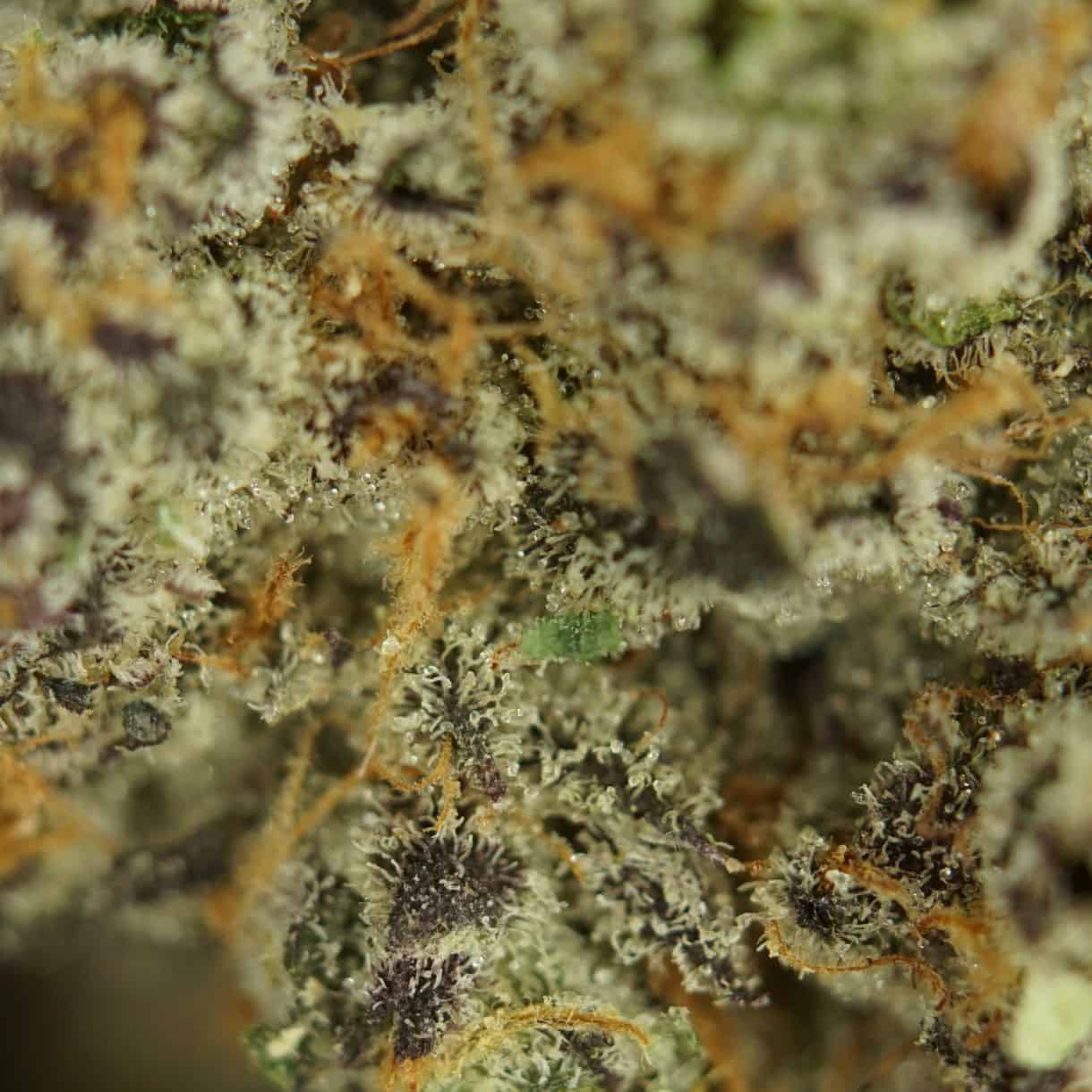 28gr - FROZEN GRAPES - INDICA - (AAA) - Image 2