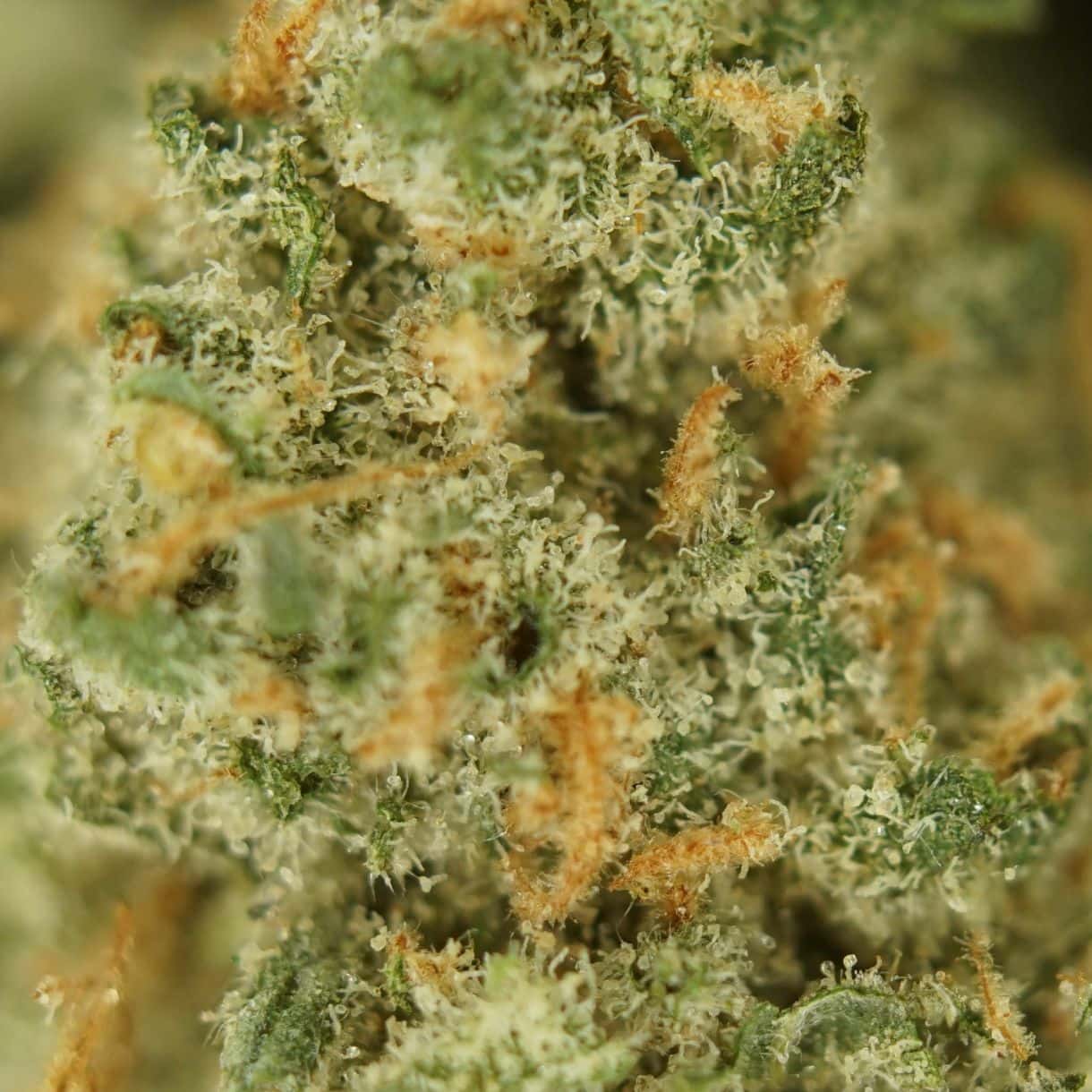 close-up macro of goudaberry smalls cannabis bud showing dense trichomes, green tones, and orange pistils