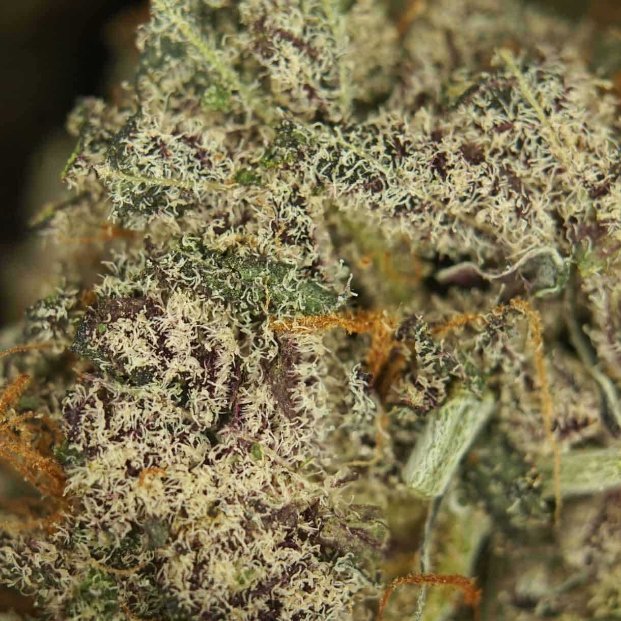 green crack close-up macro of cannabis bud showing dense trichomes, green tones, and orange pistils
