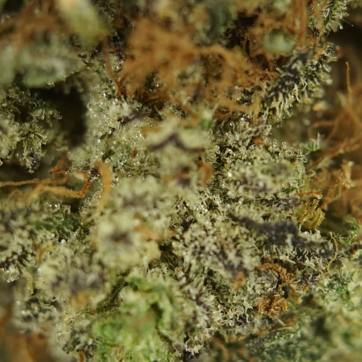 close-up macro of cannabis bud showing dense trichomes, green tones, and orange pistils