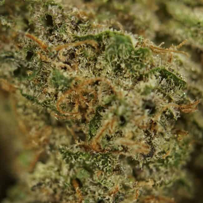 pp lemon pine 2