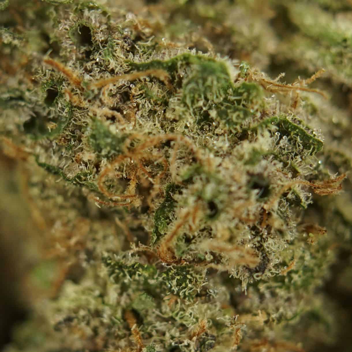 28gr - LEMON PINEAPPLE - SATIVA - (AAA) - Image 2