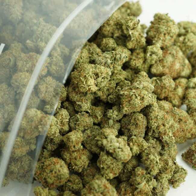 pp lemonhead BULK