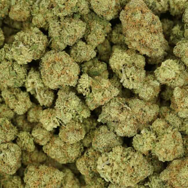 pp lemonhead full
