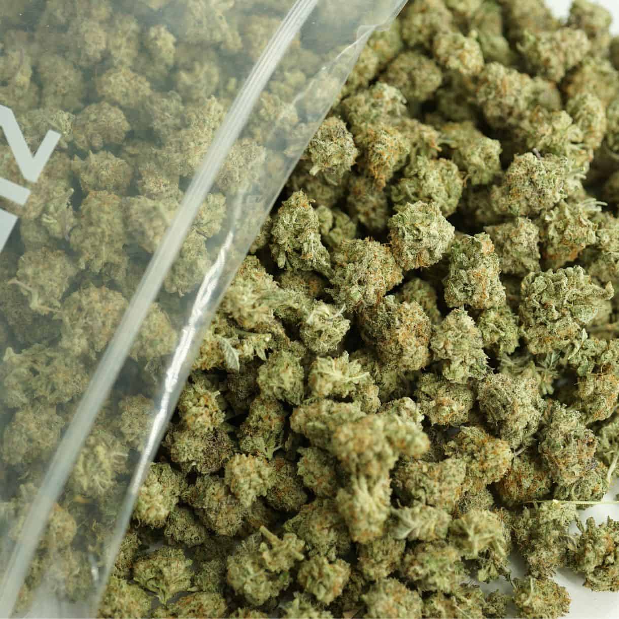 mac n cheese smalls bulk close-up image of cannabis buds spilling out of a clear ZIP-ZAG plastic bag onto a white surface, showing dense green nugs with visible trichomes and orange hairs.