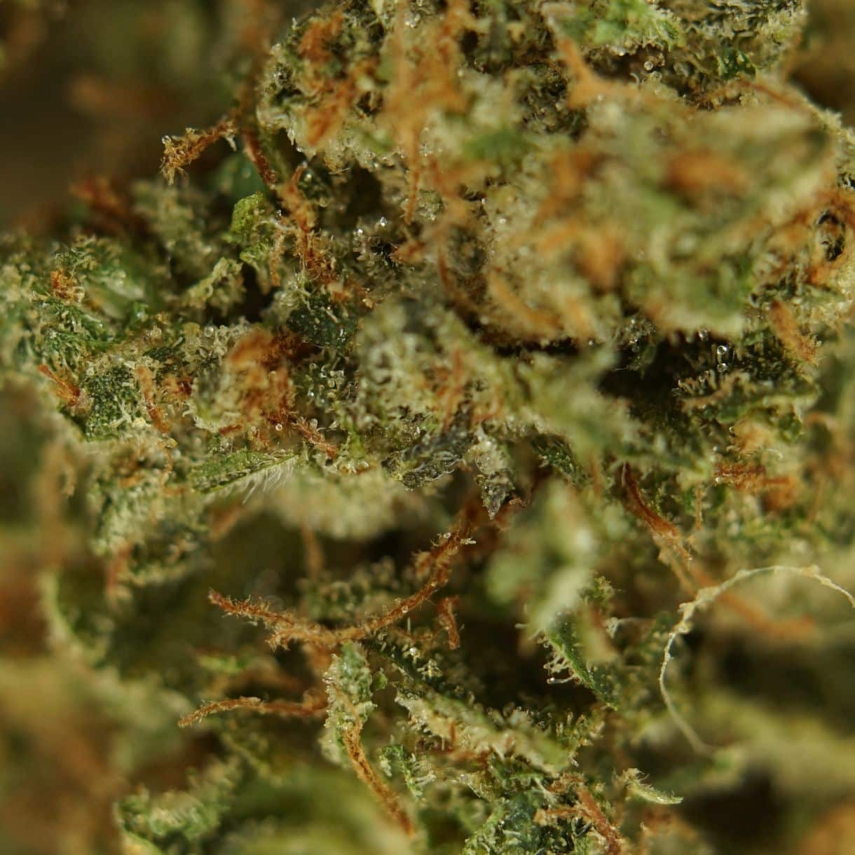 close-up macro of pink death cannabis bud showing dense trichomes, green tones, and orange pistils
