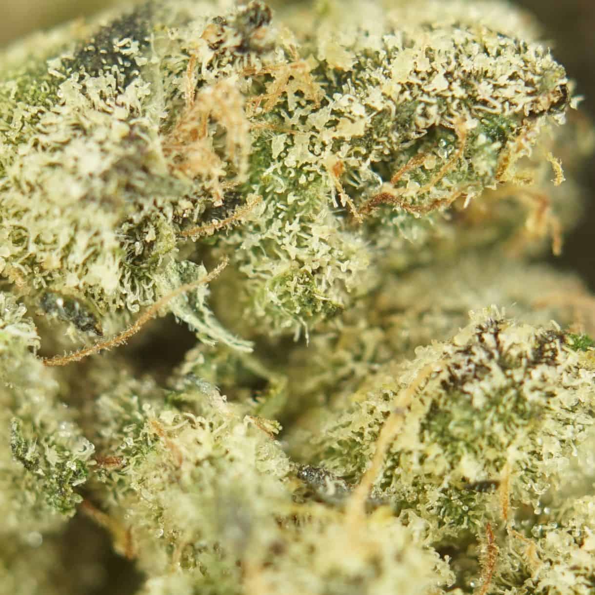 28gr - PINK LIZARD MICROS - INDICA - (AAA) - Image 2