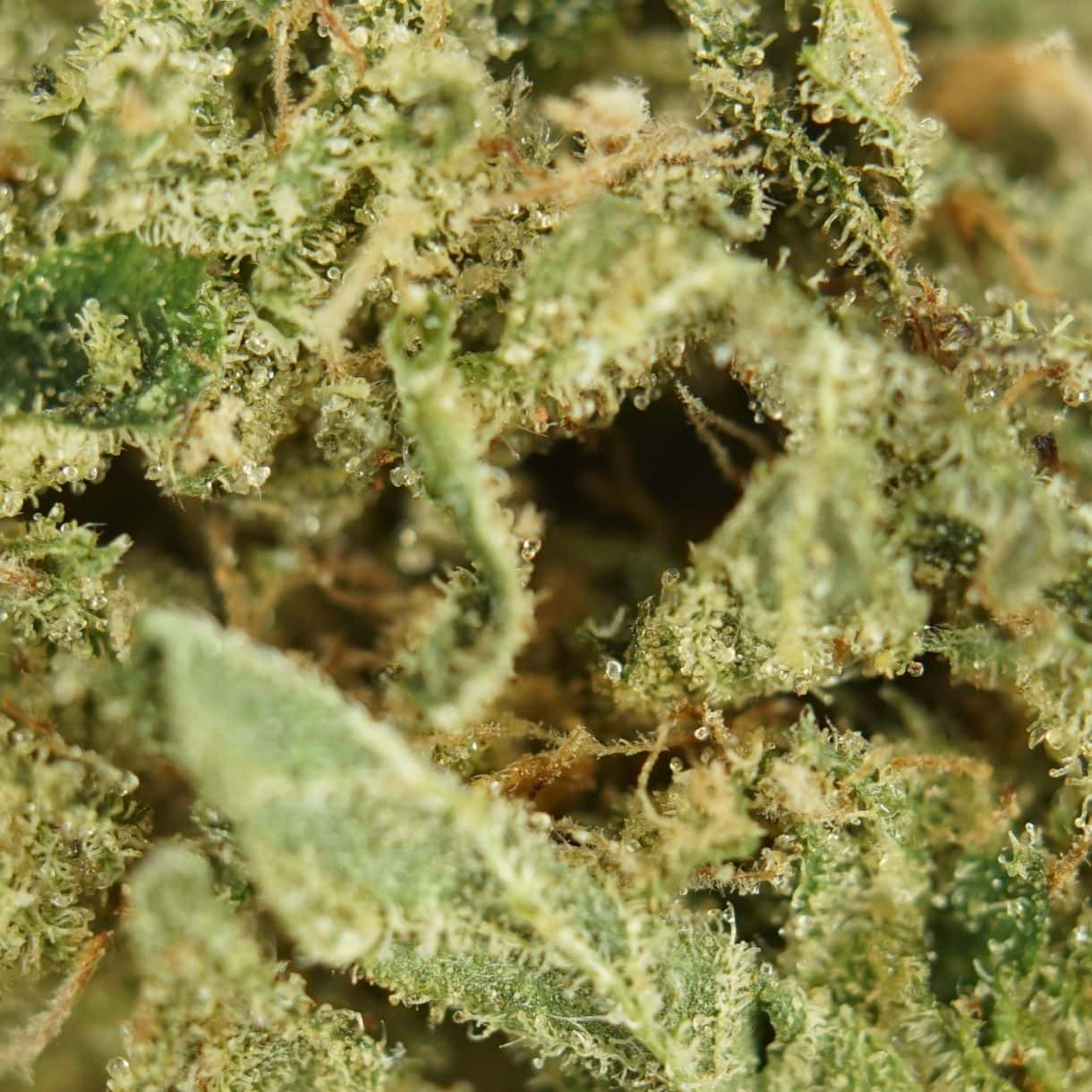 28gr - ROCKSTAR TUNA - INDICA -(AAA) - Image 2