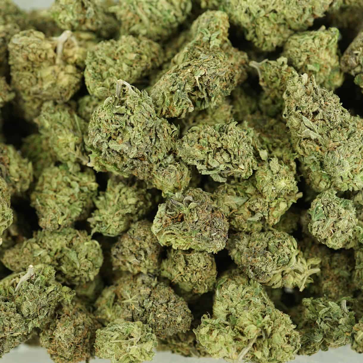 rockstar tuna top view of cannabis buds with dense structure, frosty trichomes, and light green coloration