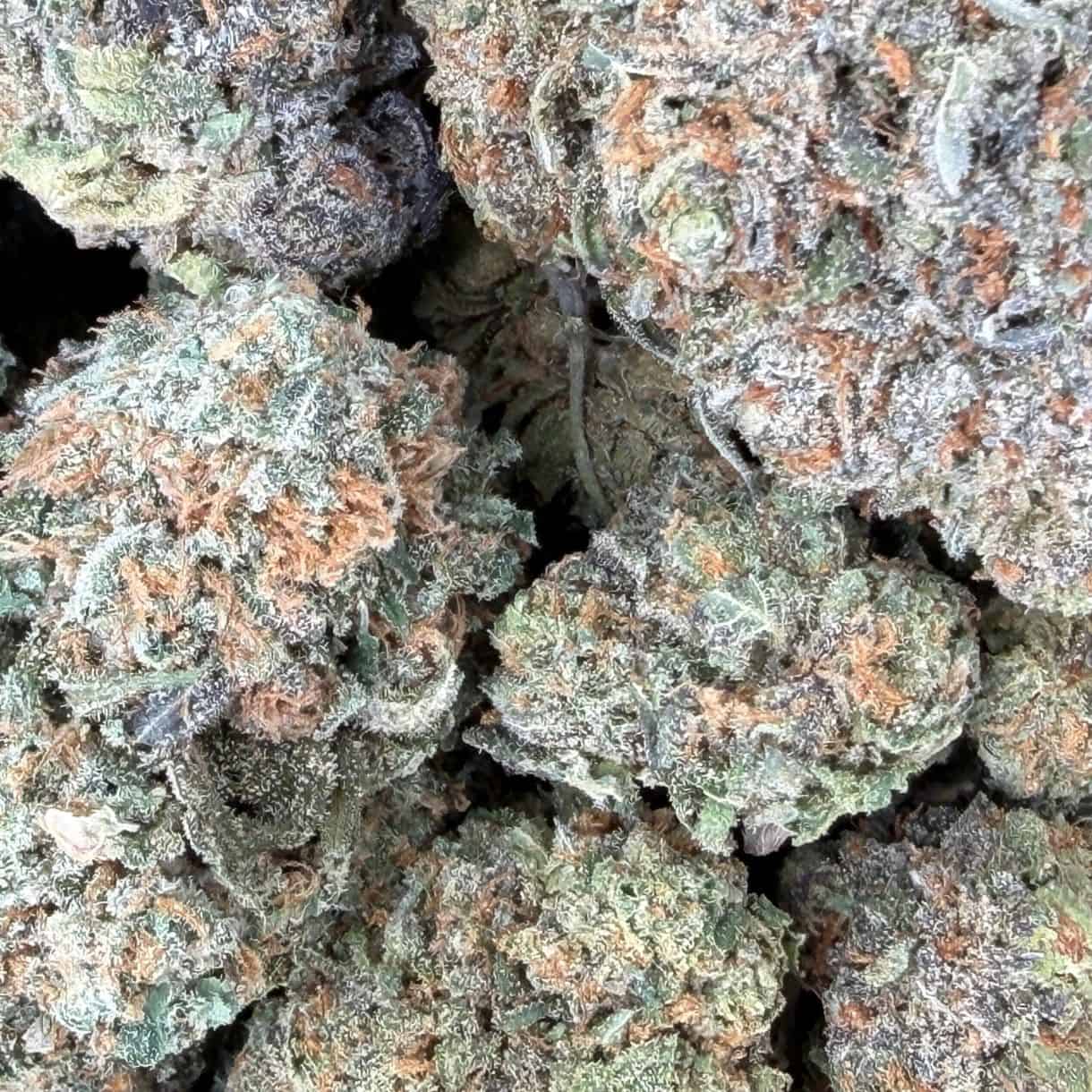 28gr - CHERRY BOMB - BALANCED HYBRID - (AAA) - Image 2