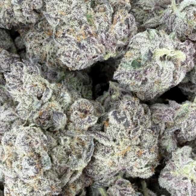 pp CHERRY INFERNO PHENOTYPE #3 2