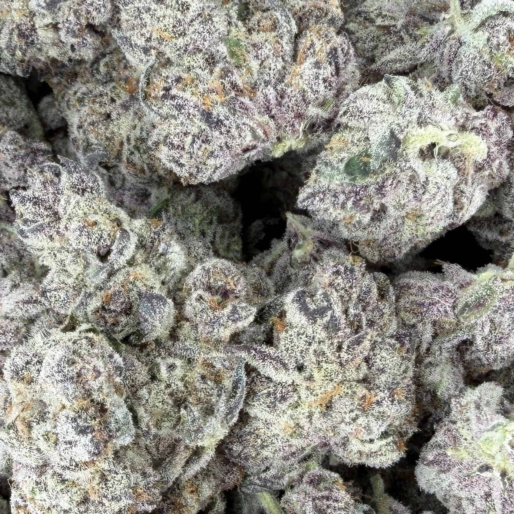 7gr - CHERRY INFERNO PHENOTYPE #3 - BALANCED HYBRID - (AAAA) - Image 2