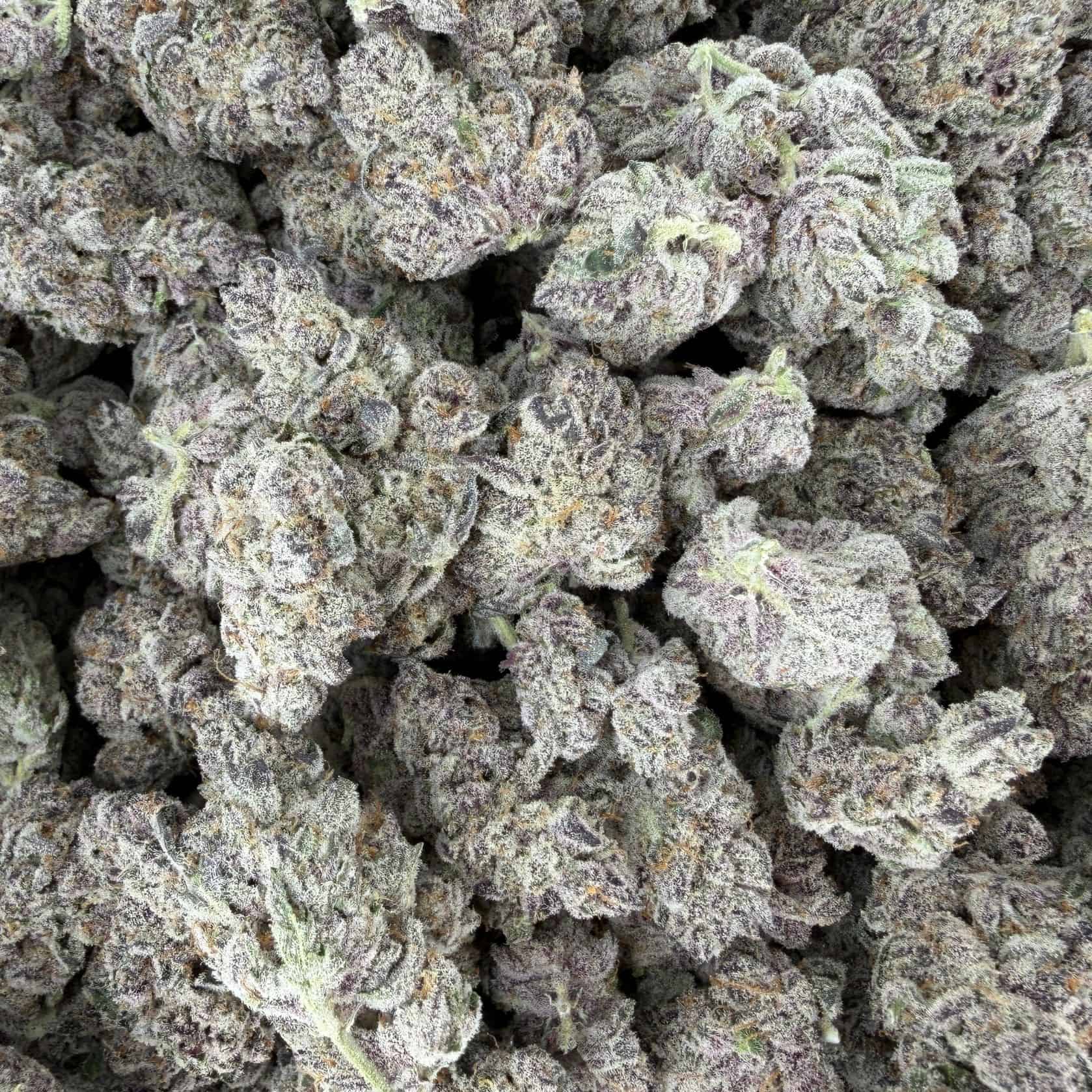 top view of cannabis buds with dense structure, frosty trichomes, and light green coloration