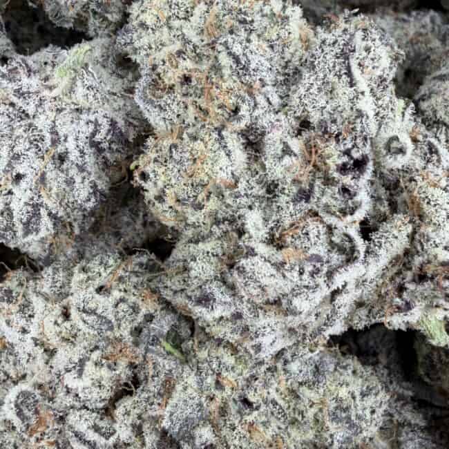 pp CHERRY INFERNO PHENOTYPE #7 2