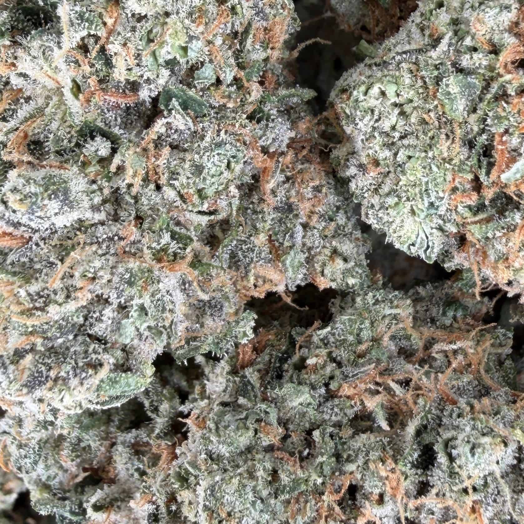 1/2p - CHOCOLATINA EN VRAC - INDICA - (AAAA) - Image 2