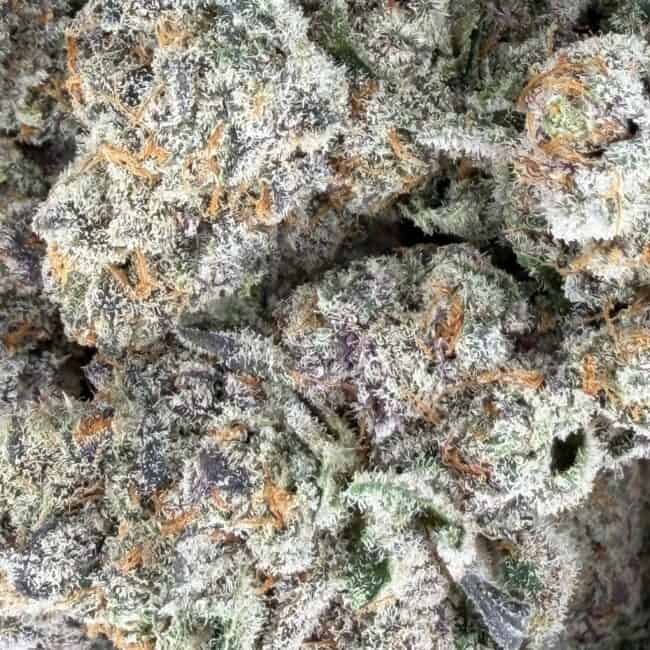 pp ON POINT PHENOTYPE #1 2