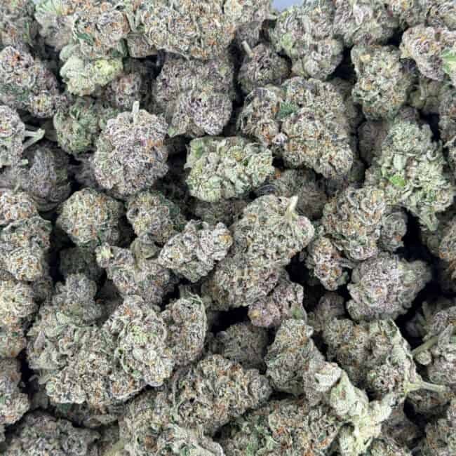 pp ON POINT PHENOTYPE #1 full