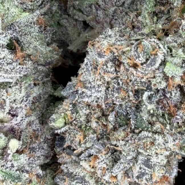 pp ON POINT PHENOTYPE #2 22