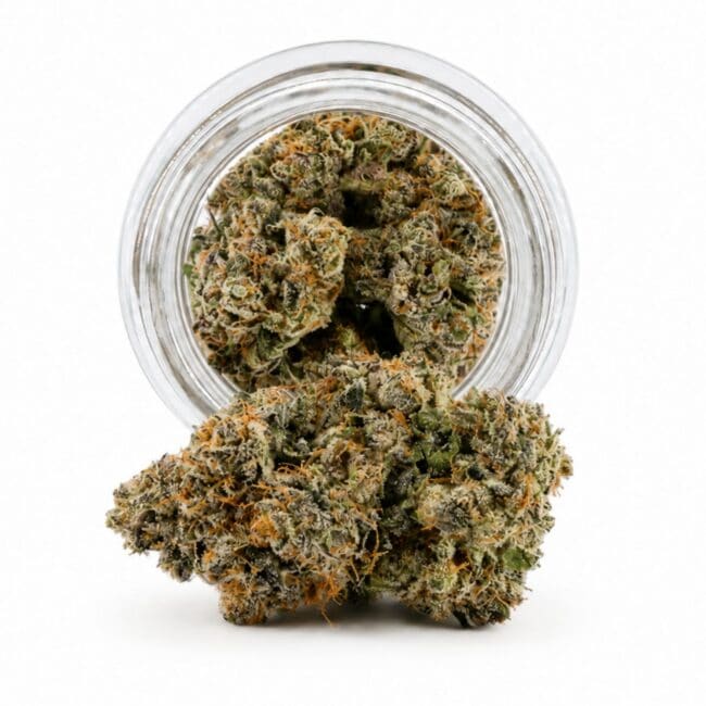 pp ON POINT PHENOTYPE #2 main