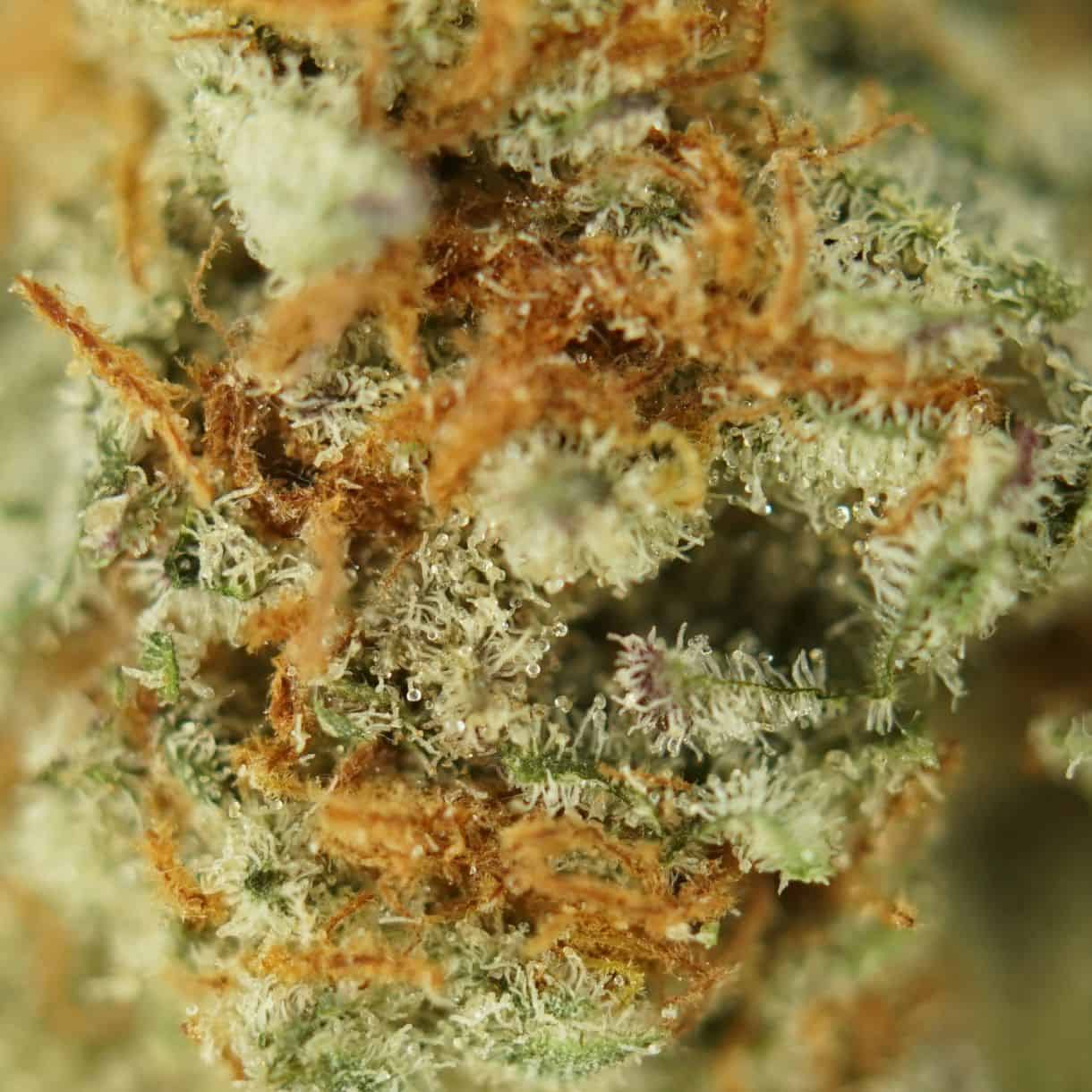 close-up macro of bob cannabis bud showing dense trichomes, green tones, and orange pistils
