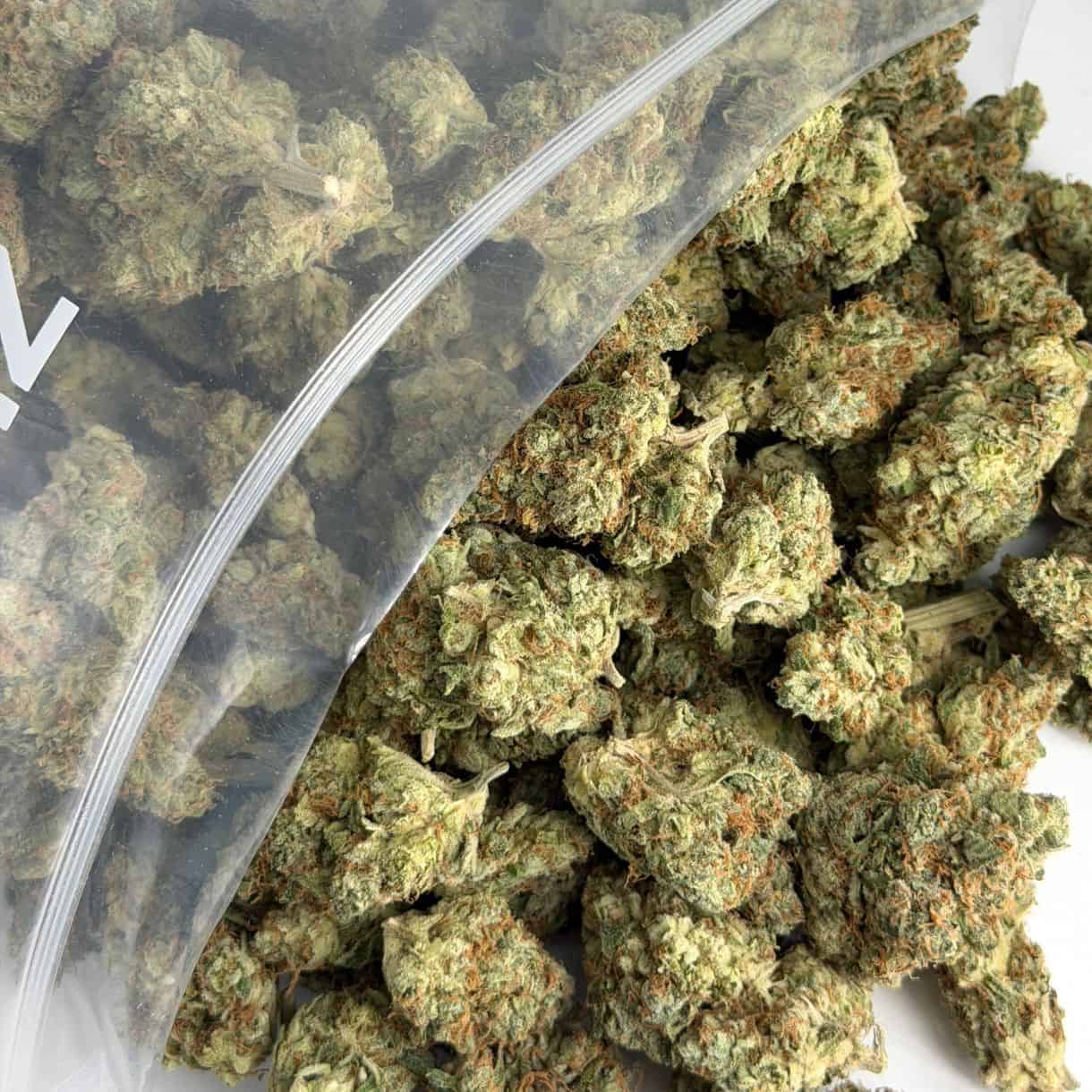 Gros plan sur des têtes de cannabis débordant d'un sachet en plastique transparent de marque ZIP-ZAG sur une surface blanche, montrant des têtes vertes denses avec des trichomes visibles et des poils orange.