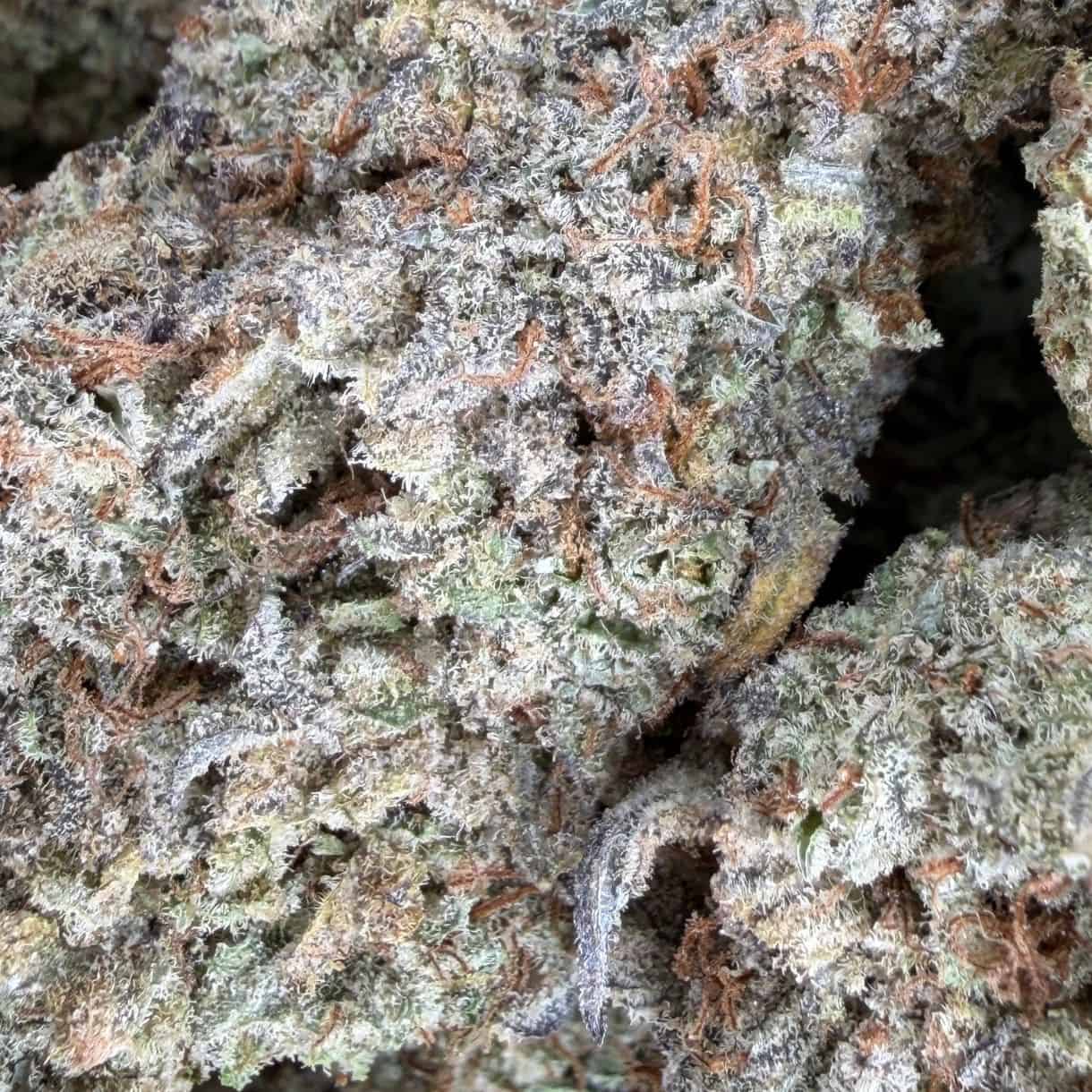 Gros plan macro d'un bourgeon de cannabis mettant en évidence des trichomes denses, des nuances de vert et des pistils orange
