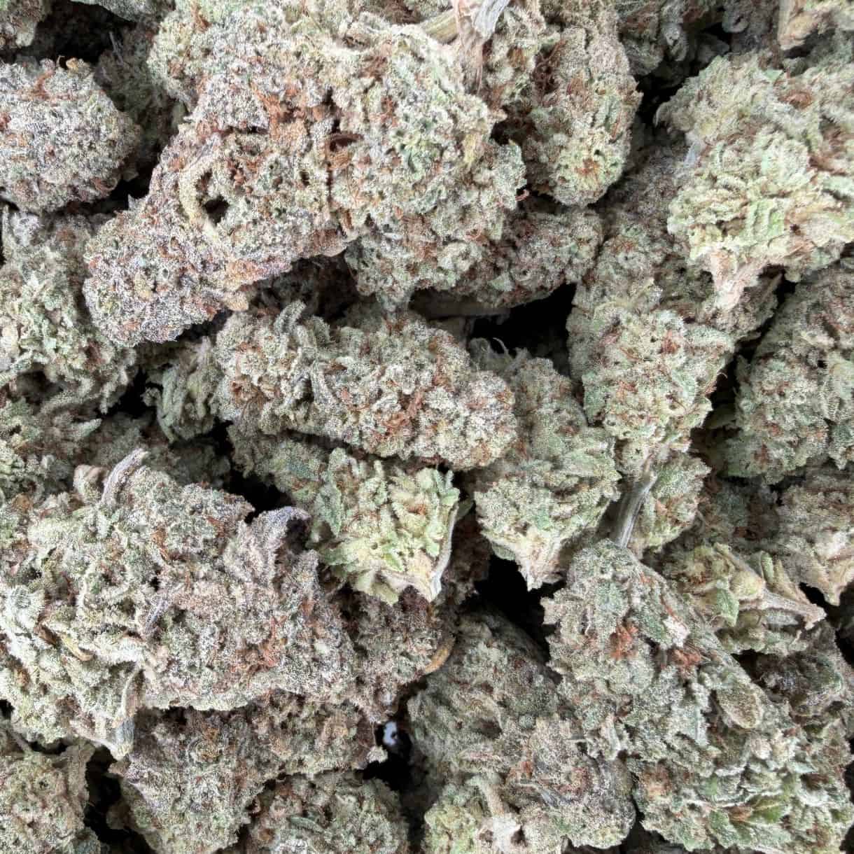 28 g - OURSONS EN GELÉE - HYBRIDE ÉQUILIBRÉ - (AAA) - Image 3