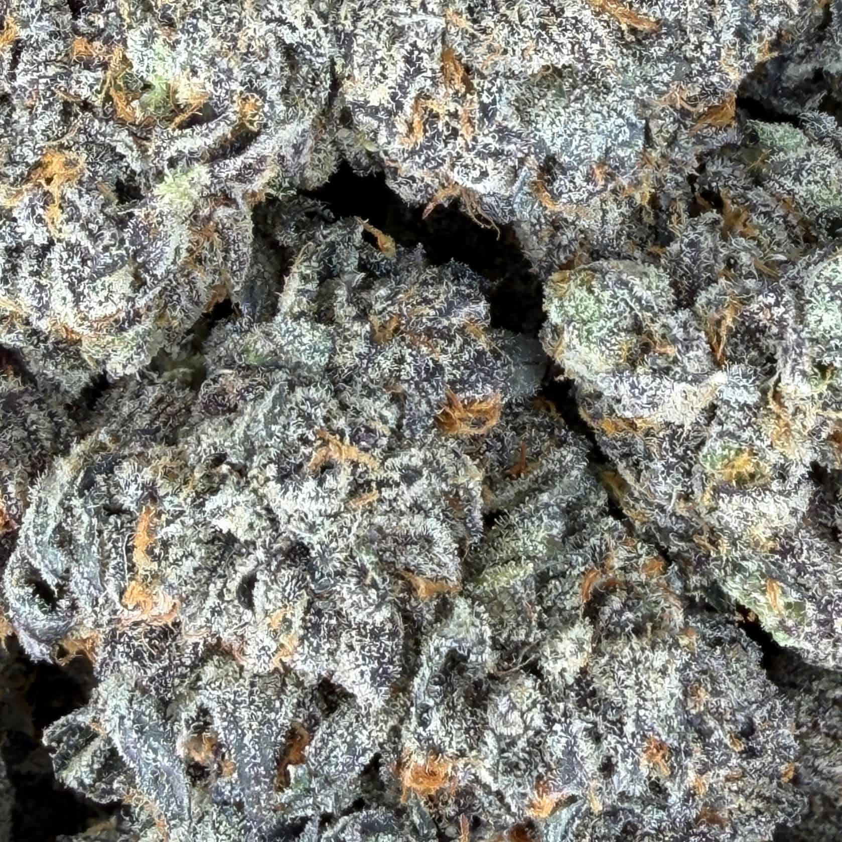 close-up macro of cannabis bud showing dense trichomes, green tones, and orange pistils