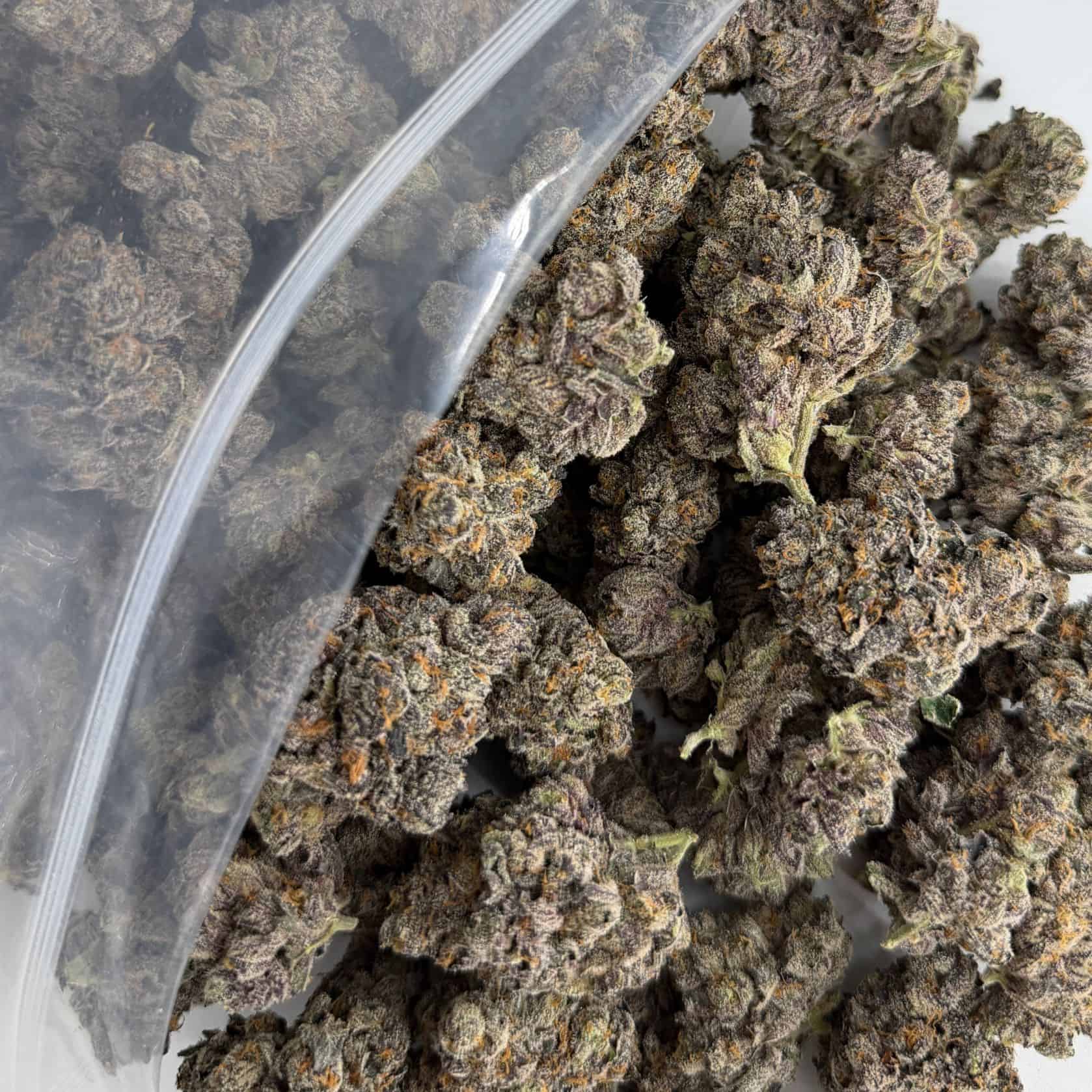 close-up image of cannabis buds spilling out of a clear ZIP-ZAG plastic bag onto a white surface, showing dense green nugs with visible trichomes and orange hairs.