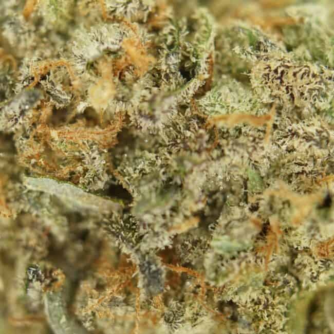 pp michael jordan kush 2