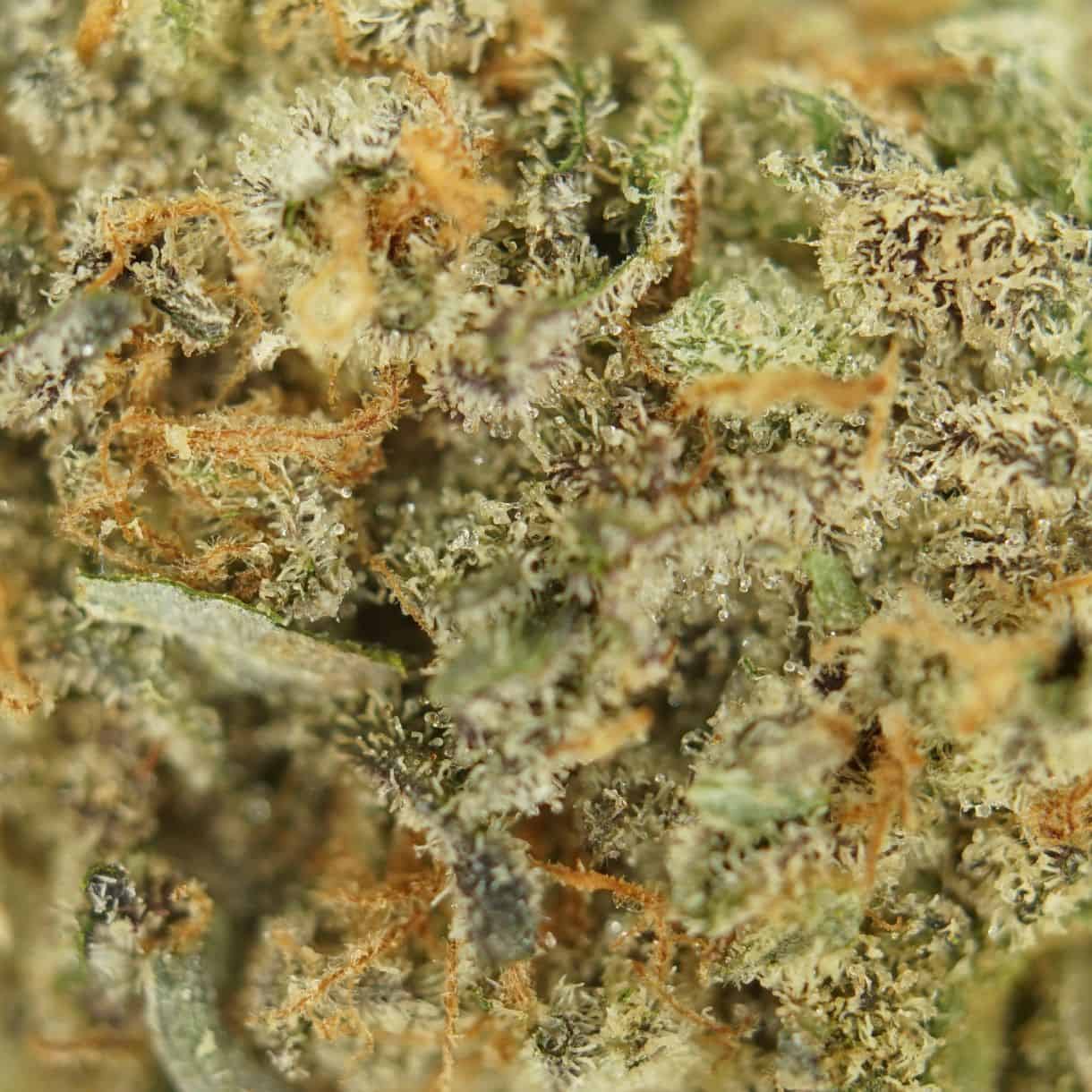 close-up macro of michael jordan kush cannabis bud showing dense trichomes, green tones, and orange pistils