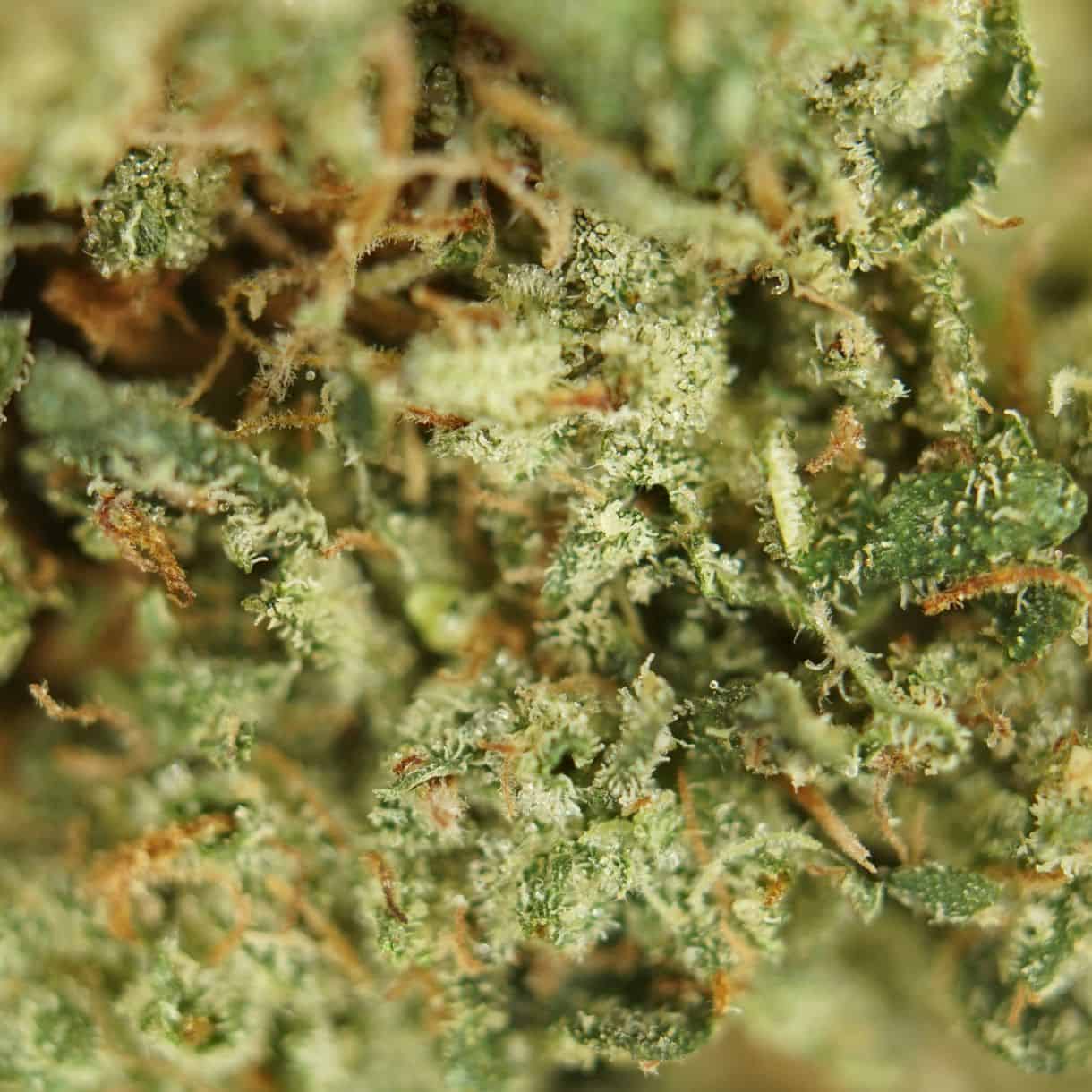 close-up macro of pink kush cannabis bud showing dense trichomes, green tones, and orange pistils