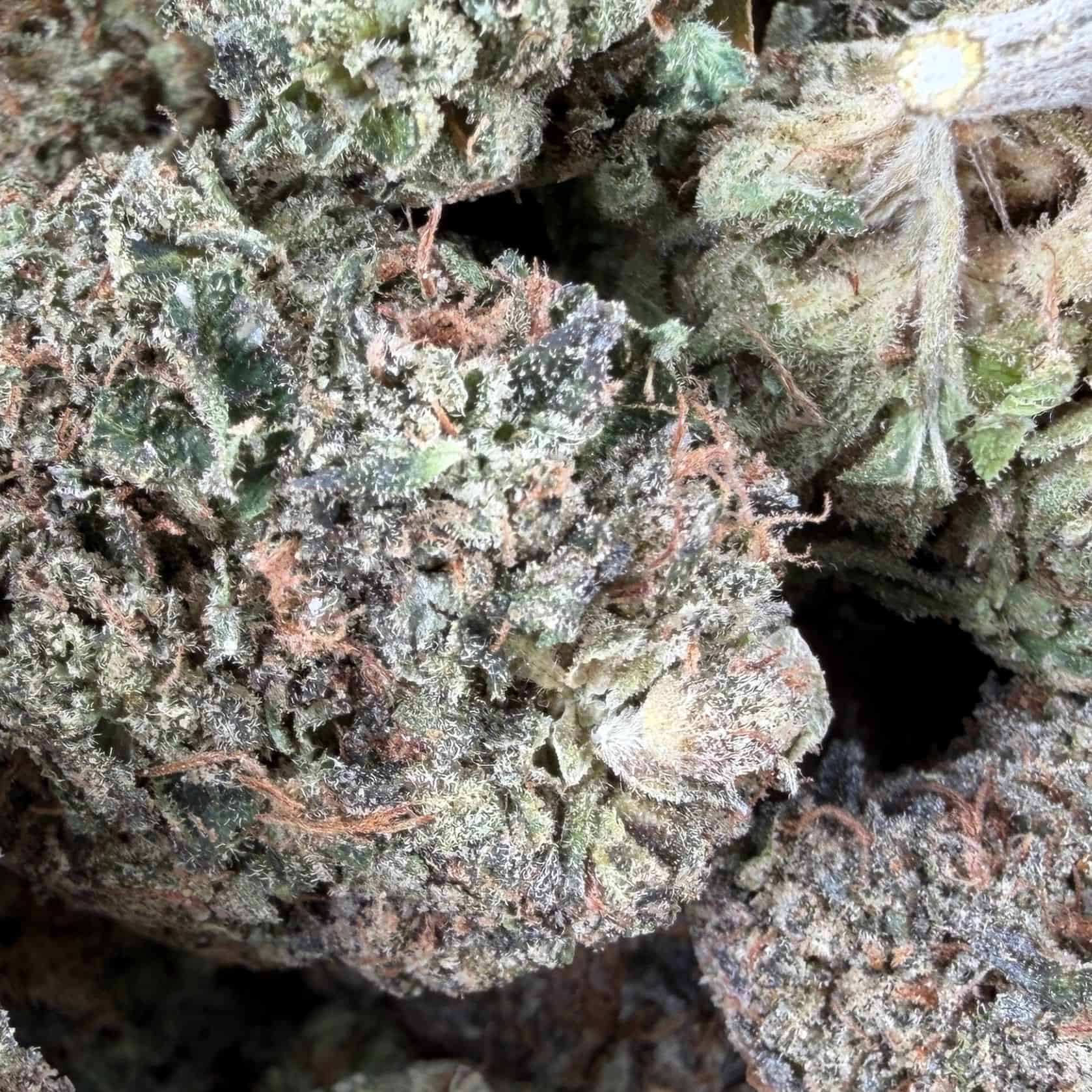 pink rockstar close-up macro of cannabis bud showing dense trichomes, green tones, and orange pistils