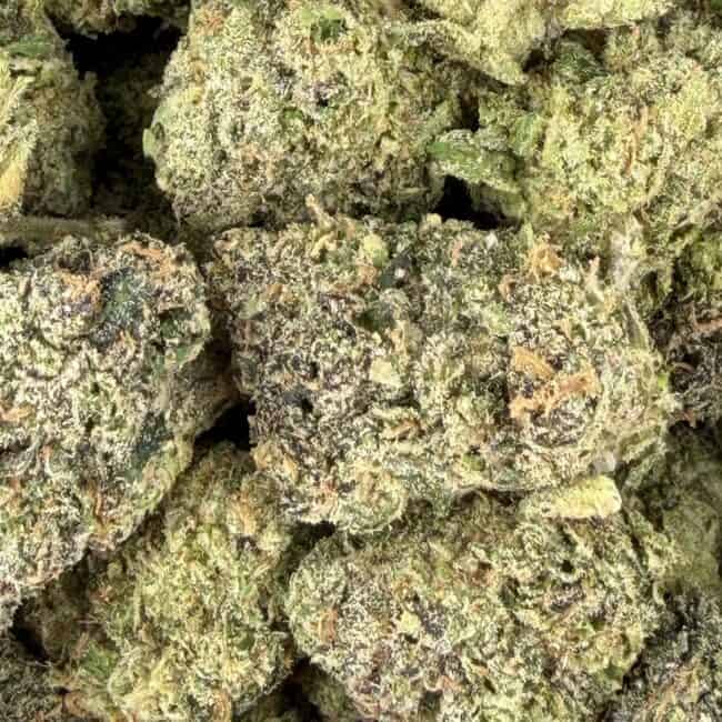 pp sherbet 2