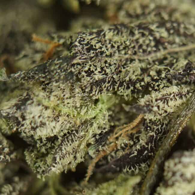 pp white truffle smalls 2