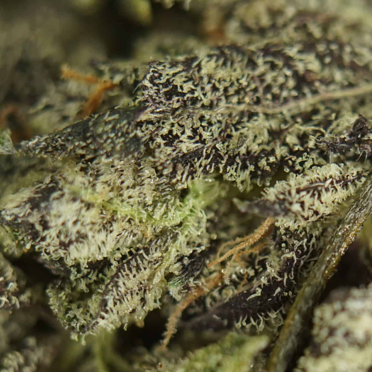 close-up macro of white truffle smalls cannabis bud showing dense trichomes, green tones, and orange pistils